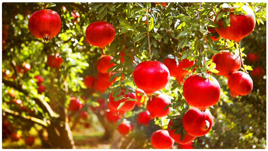 Χωράφια Ροδιών